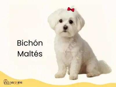 bichon maltes raza de perros pequeños