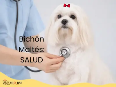 bichon maltes salud