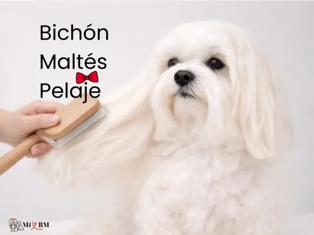 pelaje bichón maltés características