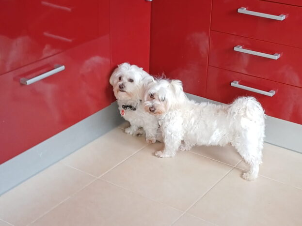 Bichón Maltés Adulto: Cómo es, Cuidados y Etapa Adulta 9 perros maltés adultos en la cocina