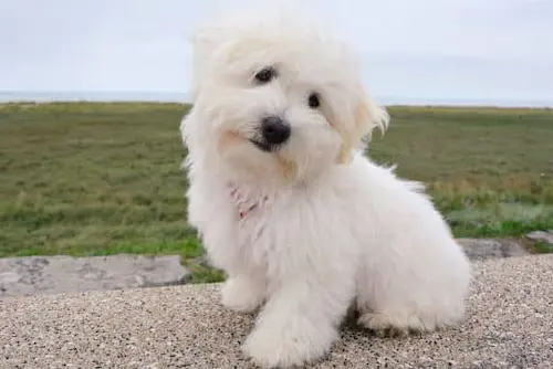 adoptar un bichon maltes gratis