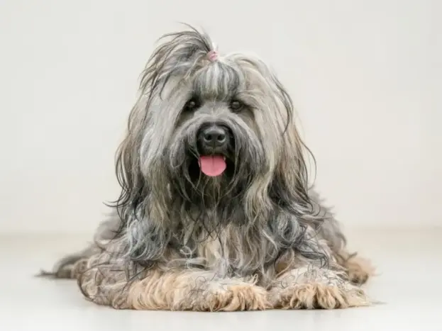 Razas Similares al Bichón Maltés: 7 Alternativas Pequeñas y Encantadoras 8 perro bichon habanero