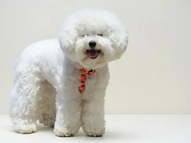 Razas Similares al Bichón Maltés: 7 Alternativas Pequeñas y Encantadoras 9 perro bichon frise