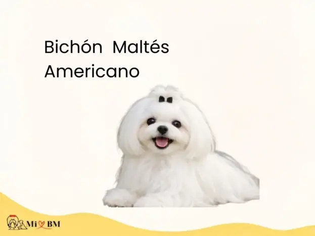 Bichón Maltés Americano: Características, Precio y Diferencias 7 bichon maltes americano informacion