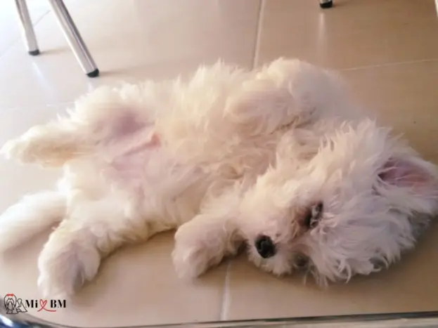 cachorro perro bichon maltes 3 meses durmiendo
