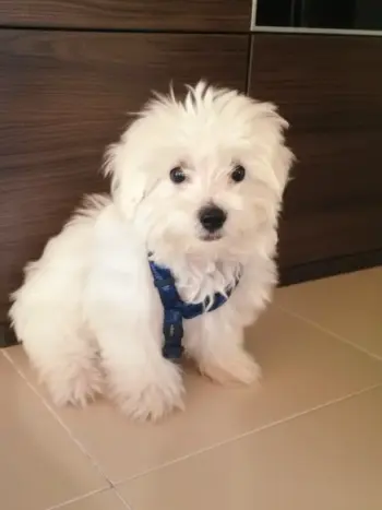  cachorro Bichón Maltés no soporta la soledad