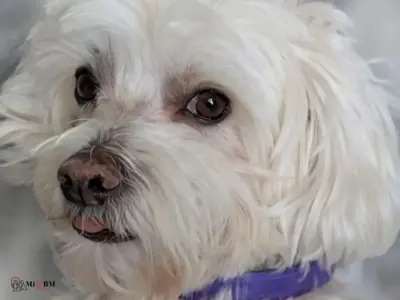 Bichón Maltés: Características más Destacadas 3 perro bichon maltes caracteristicas destacadas