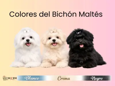 Bichón Maltés: Colores que Existen Realmente y Cuáles No 1 Bichón Maltés colores