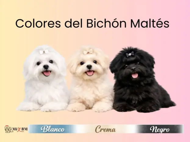 Bichón Maltés: Colores que Existen Realmente y Cuáles No 7 Bichón Maltés colores