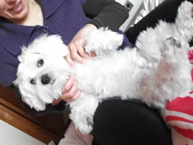 bichon maltes comportamiento en familia