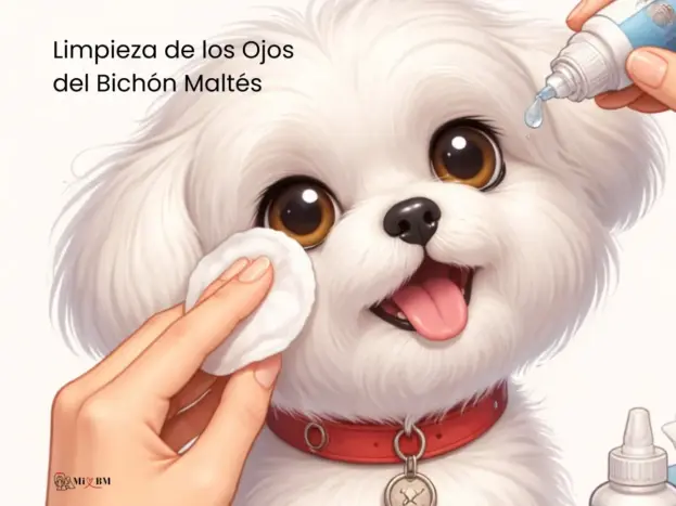 Cómo Limpiar los Ojos del Bichón Maltés 5 bichón maltés cuidados ojos
