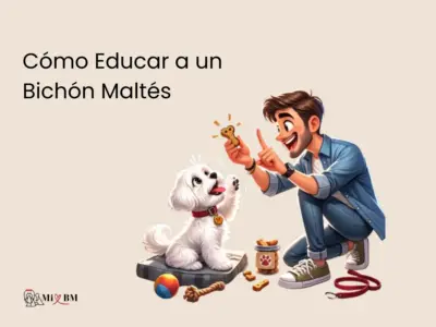 bichon maltes educacion