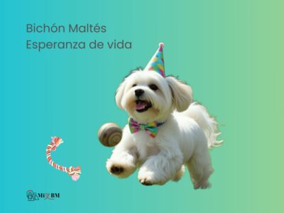 perro Bichón Maltés esperanza de vida