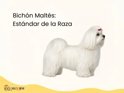 Estándares Oficiales del Bichón Maltés: FCI y AKC 13 estandar de raza bichon maltes