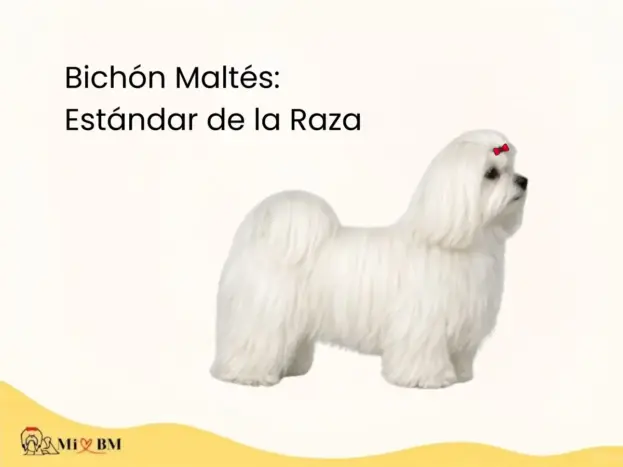 Estándares Oficiales del Bichón Maltés: FCI y AKC 7 estandar de raza bichon maltes