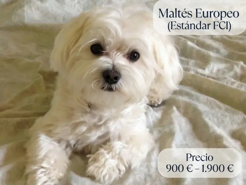 cuanto vale un bichon maltes europeo