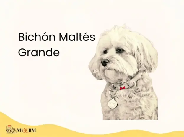 bichon maltes grande guia informacion
