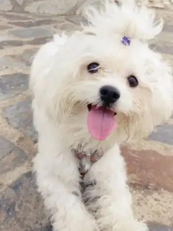 perro maltes bichon grande hembra