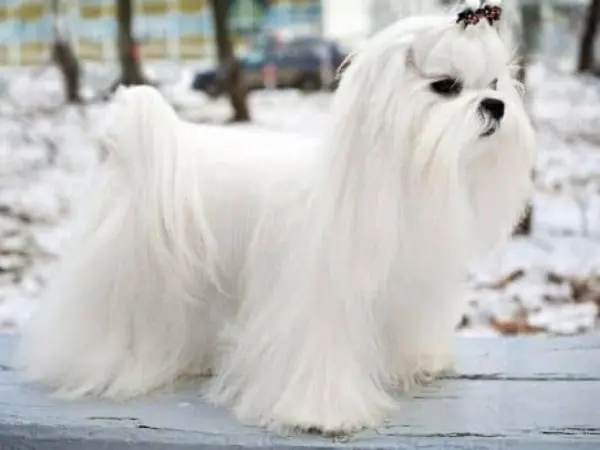 Estándares Oficiales del Bichón Maltés: FCI y AKC 10 bichon maltes miniatura estandar