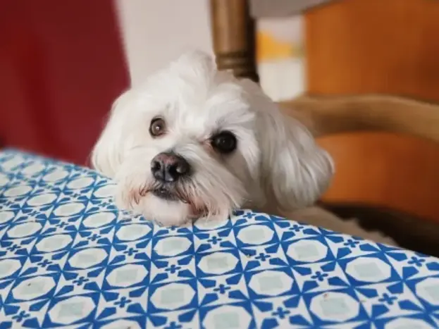 bichon maltes no quiere comer
