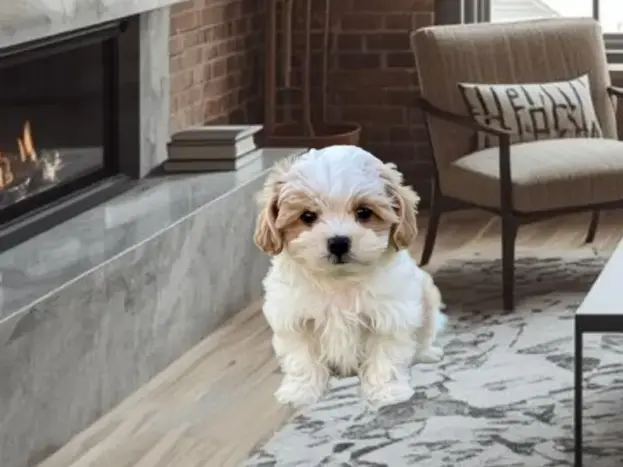 Bichón Maltés: Colores que Existen Realmente y Cuáles No 10 bichon maltes orejas marrones