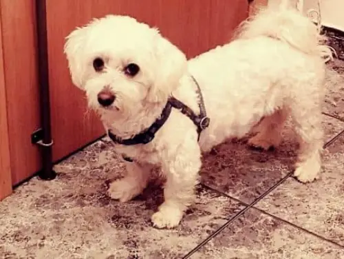bichon maltes paseo