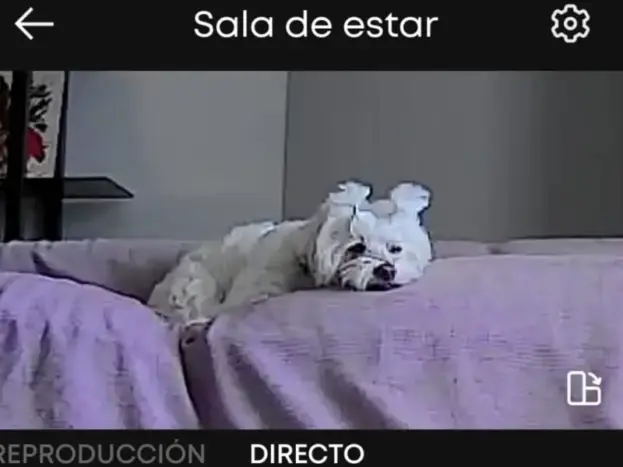 bichon maltes problemas ansiedad