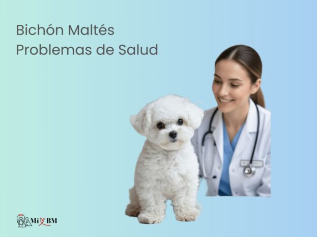 Bichón Maltés: Problemas de Salud Comunes y Cómo Prevenirlos 8 Bichón Maltés problemas de salud comunes