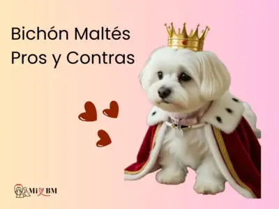 Bichón Maltés: Pros y Contras 5 perro bichón maltés pros y contras