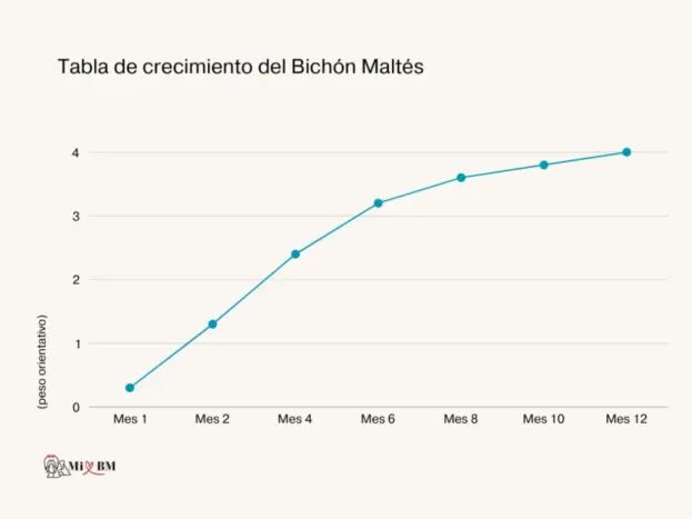 bichon maltes tabla de crecimiento peso