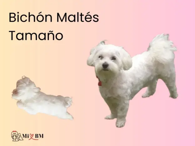 tamaño del bichón maltés