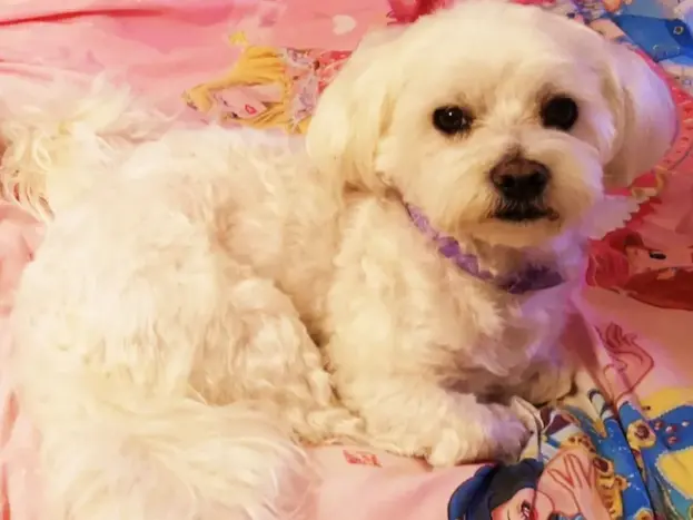 maltes tamaño adulto