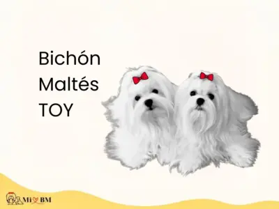 Bichón Maltés Toy: Guía Completa de esta Pequeña Joya de Compañía 2 perro bichón maltés toy