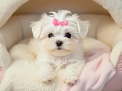 bichon maltes toy adopcion