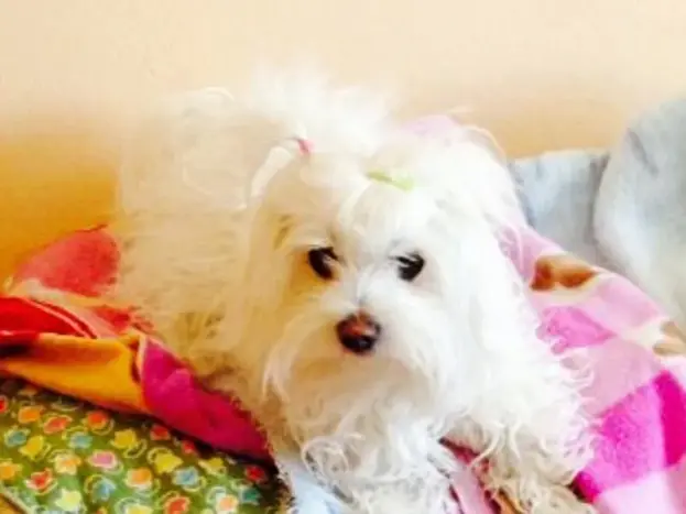 Bichón Maltés Americano: Características, Precio y Diferencias 9 fotos de bichón maltés americano toy hembra