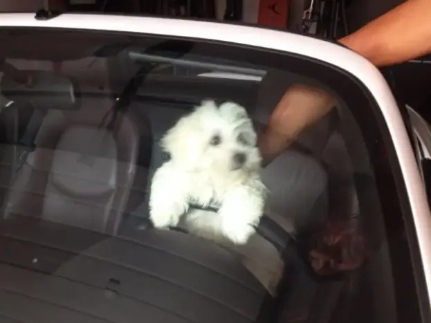 bichon maltes toy en coche