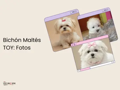 bichon maltes imagenes fotos