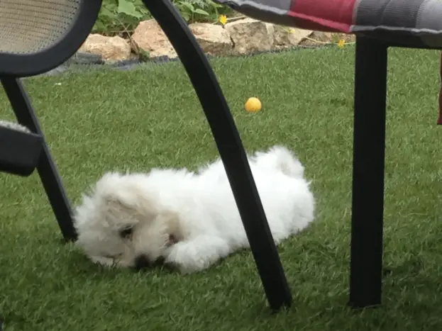 cachorro bichon maltes  4 meses crecimiento