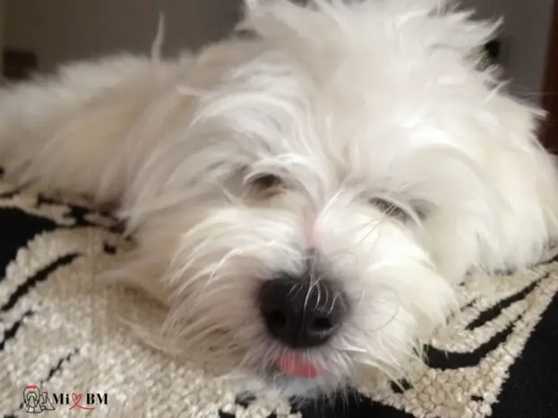 cachorro maltes 6 meses de edad