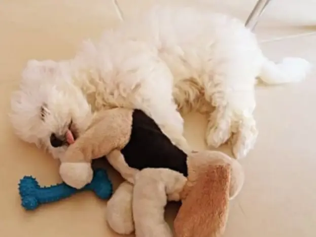 bichón maltés cuidados de dos meses