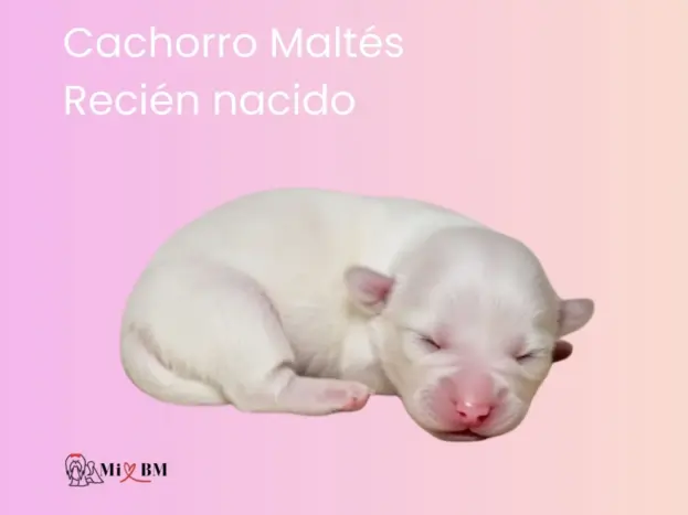 Bichón Maltés: Fotos Reales, Imágenes y Momentos que Enamoran 15 bichon maltes cachorro recien nacido
