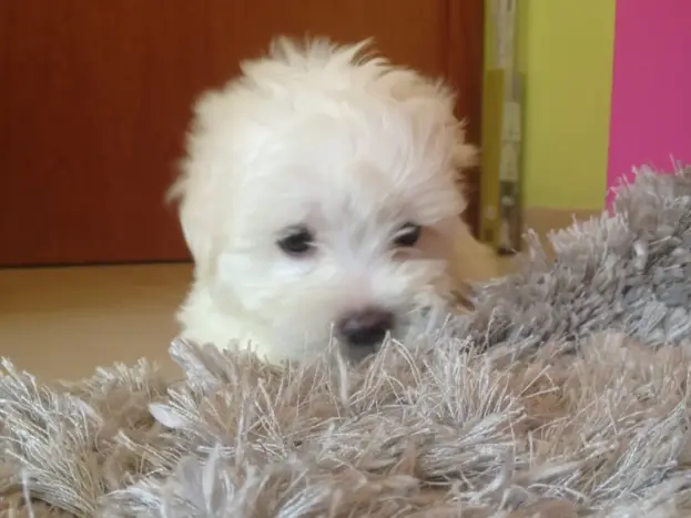 fotos bichon maltes mini toy bebé