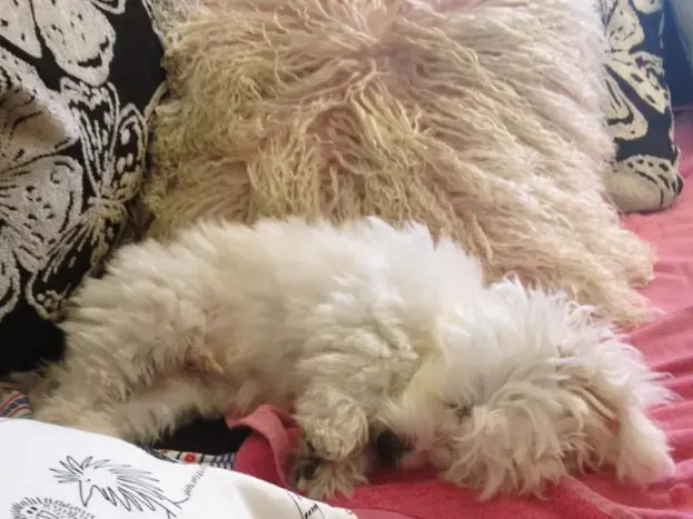 cachorro de bichón maltés toy fotos reales