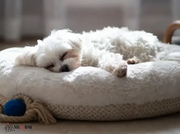 Bichón Maltés: Fotos Reales, Imágenes y Momentos que Enamoran 19 imagenes cachorro perro bichón maltés durmiendo en cama