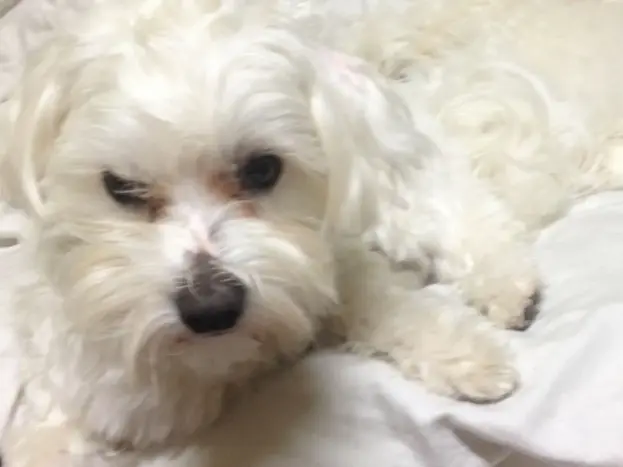 maltes cuidados cachorros pelaje