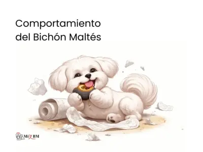 compartamiento bichon maltes