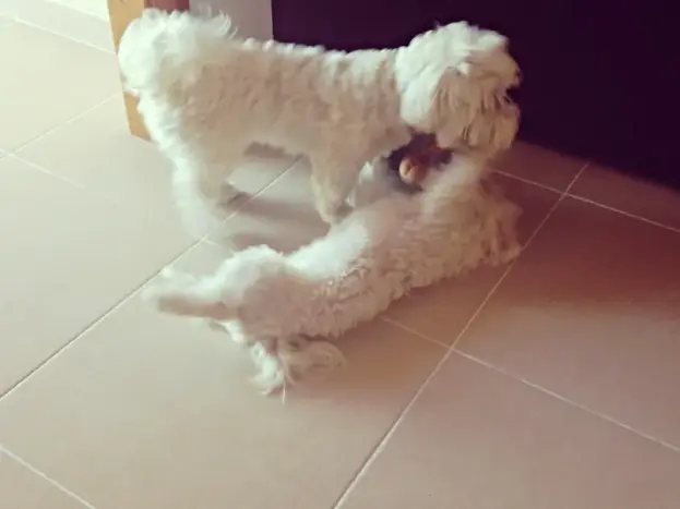 comportamiento perros bichon maltes