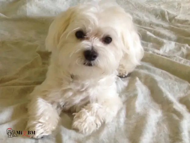 ccrecimiento achorro bichon maltes 8 meses