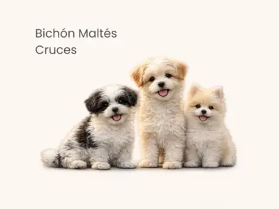 perros cruces de bichon maltes con otras razas