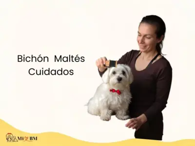 7 Cuidados Básicos que Necesita un Bichón Maltés: Guía Completa 7 cuidados para un perro bichon maltes guia